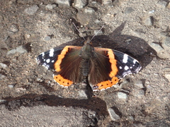 Vanessa atalanta