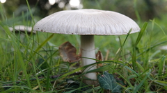 Agaricaceae