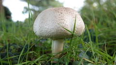 Agaricaceae