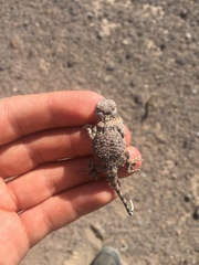 Phrynocephalus scutellatus