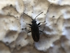 Peritrechus