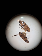 Anoscopus serratulae