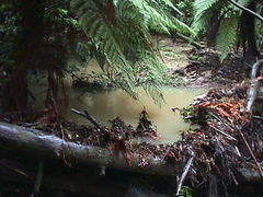 Dicksonia squarrosa
