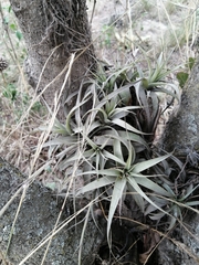 Tillandsia lajensis