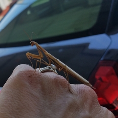 Mantis religiosa