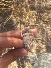 Phrynocephalus scutellatus