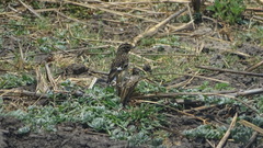 Saxicola torquatus