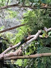 Momotus subrufescens