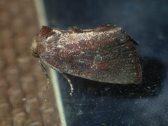Elusa