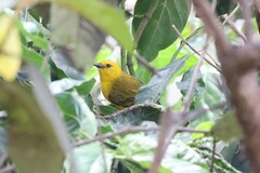 Ploceus pelzelni