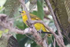 Ploceus pelzelni