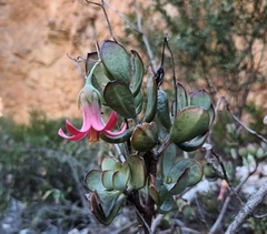 Cotyledon woodii