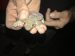 Homopholis walbergii