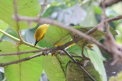 Ploceus pelzelni