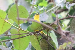Ploceus pelzelni