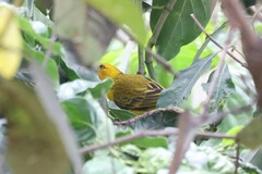 Ploceus pelzelni