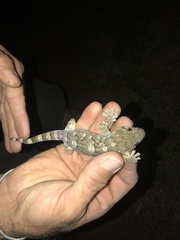 Homopholis walbergii