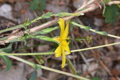 Lactuca viminea