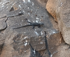 Hemicordylus capensis