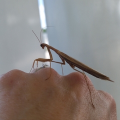 Mantis religiosa