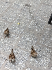Passer domesticus
