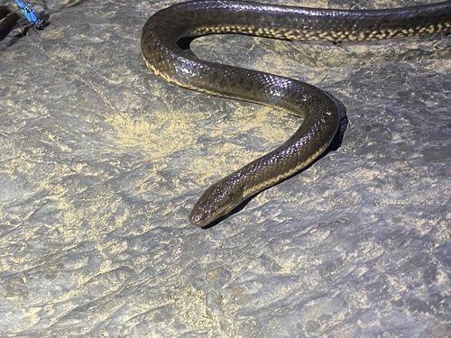 Macleay's Water Snake