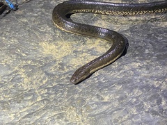 Pseudoferania polylepis