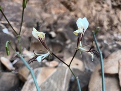 Pelargonium tetragonum