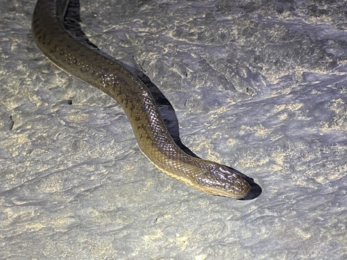 Macleay's Water Snake