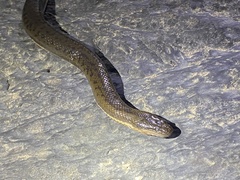 Pseudoferania polylepis