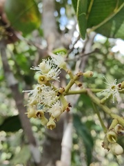 Syzygium