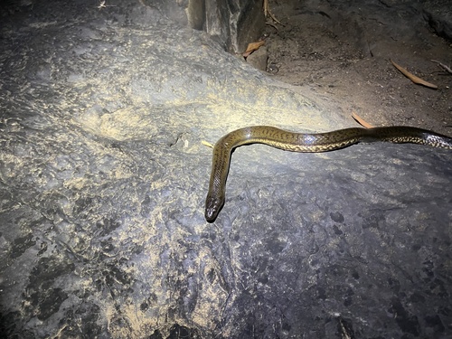 Macleay's Water Snake