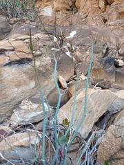 Pelargonium tetragonum