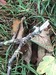 Nectria cinnabarina