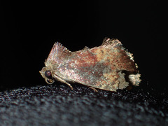 Elusa