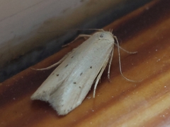 Blastobasis lacticolella