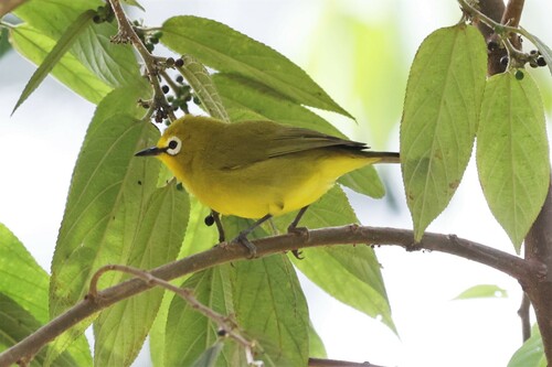 Northern Yellow White-eye (Zosterops senegalensis), photo 10