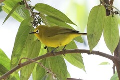 Zosterops stuhlmanni