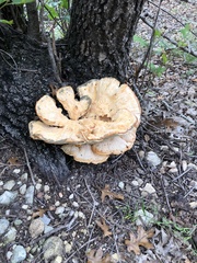 Laetiporus cincinnatus