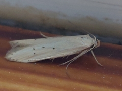 Blastobasis lacticolella