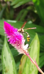 Phimenes flavopictus