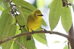 Zosterops stuhlmanni