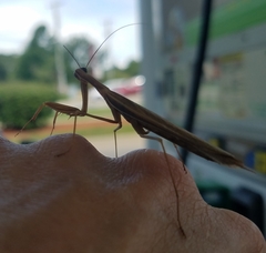 Mantis religiosa