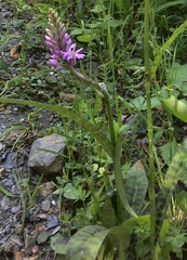 Dactylorhiza fuchsii
