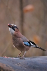 Garrulus glandarius