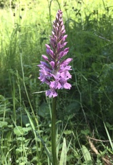 Dactylorhiza fuchsii
