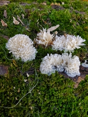 Radulomyces