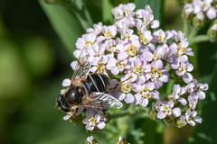 Eristalis