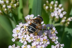 Eristalis