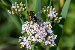Eristalis